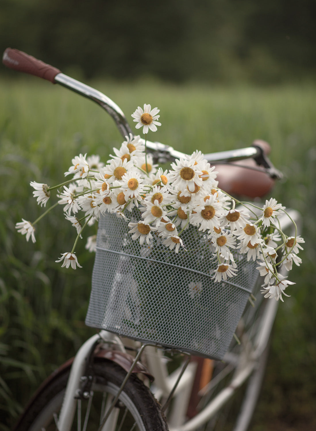 BICYCLE BLOOMS