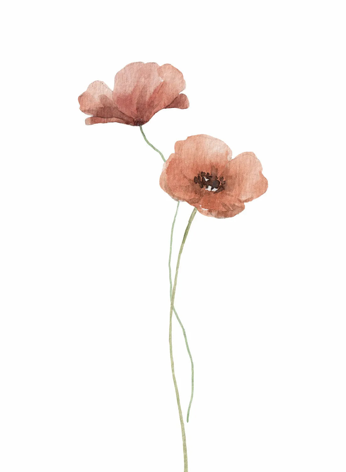 AUTUMN FLOWERS ILLUSTRATION NO1
