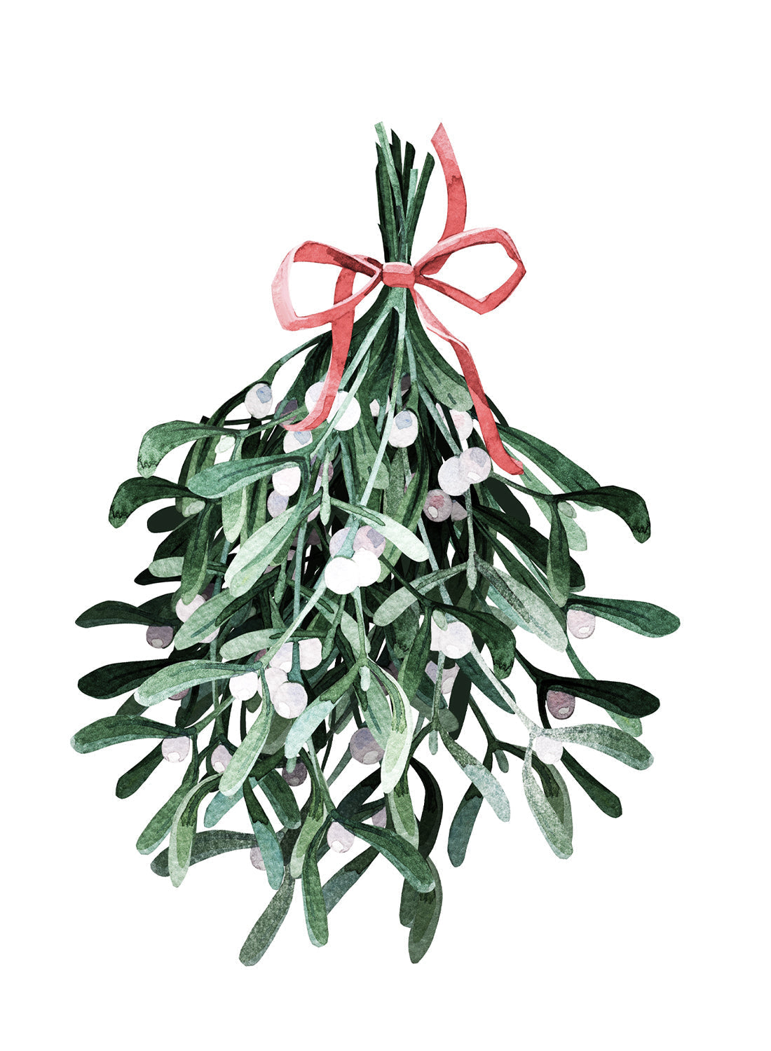 HOLLY BRANCHES