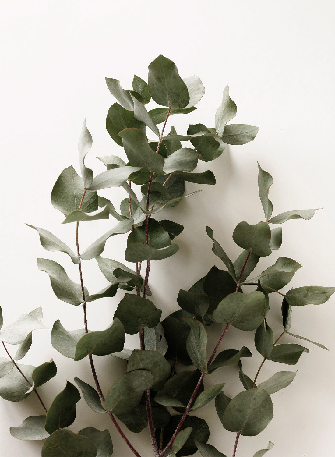 EUCALYPTUS ELEGANCE