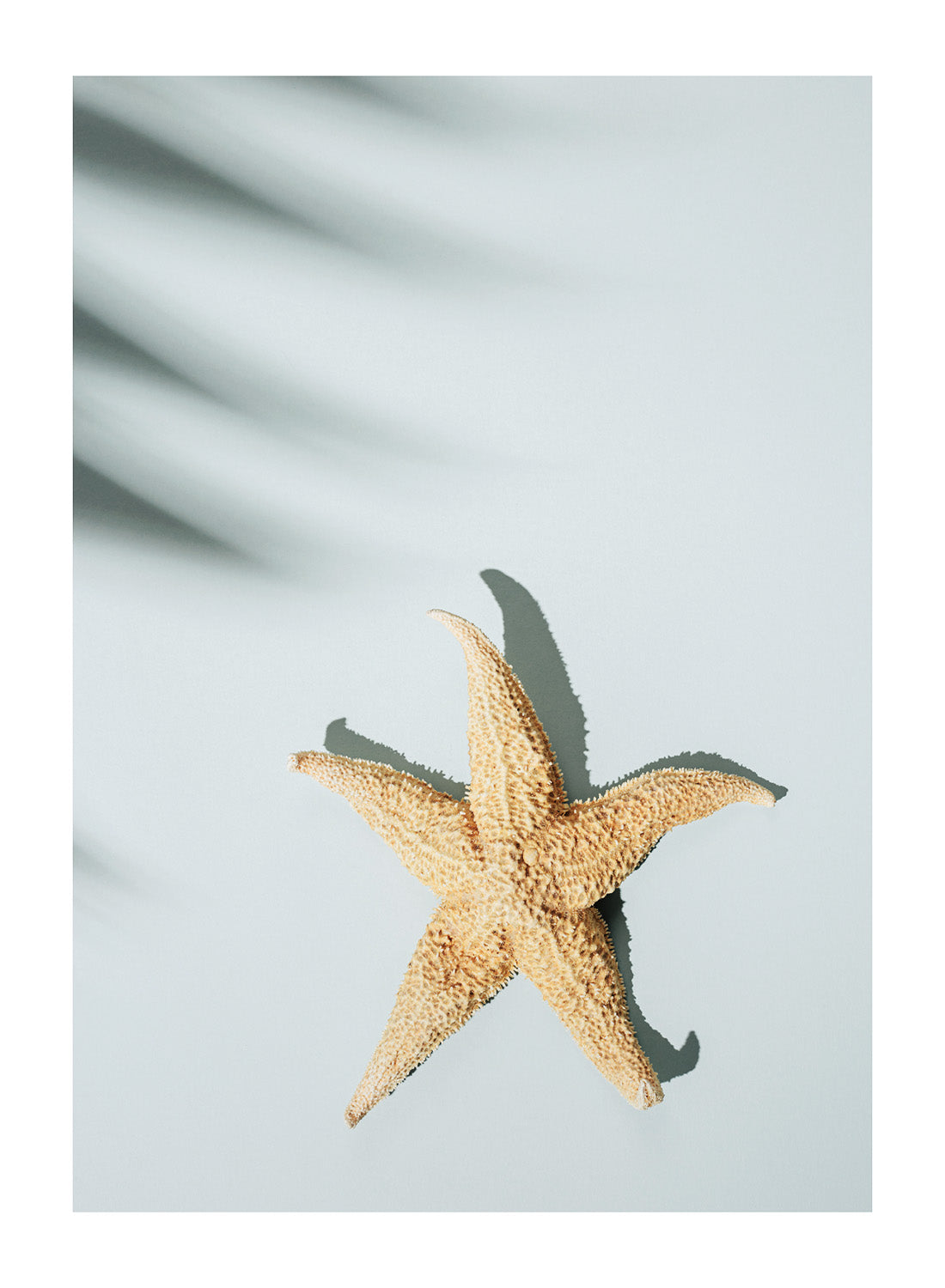MINIMALIST STARFISH