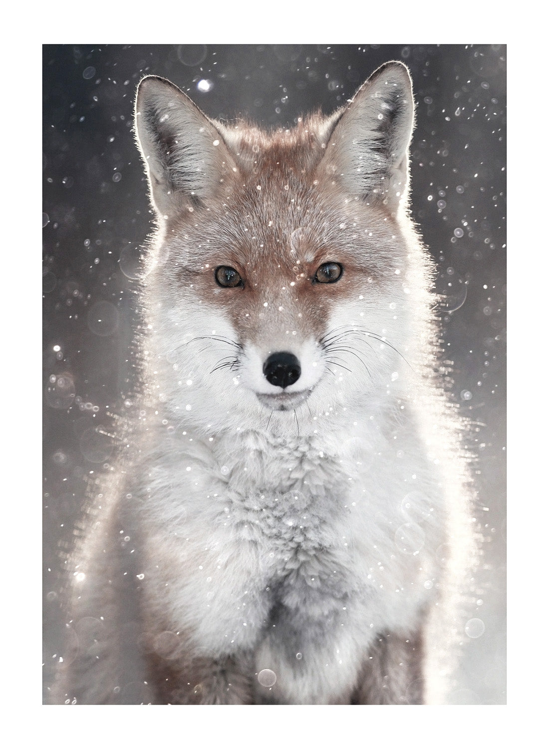 WINTER FOX