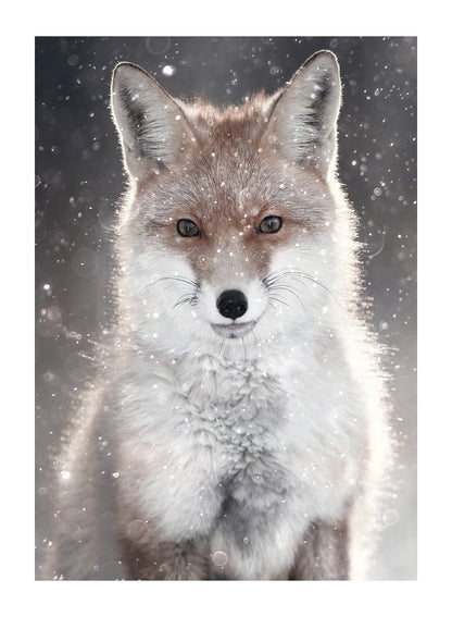 WINTER FOX