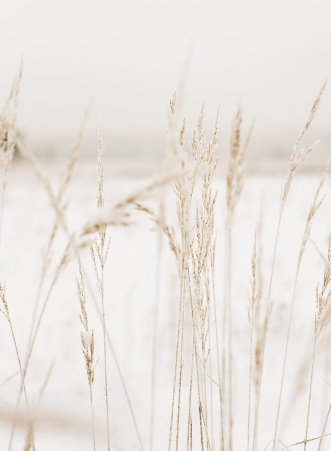 BEIGE GRASS