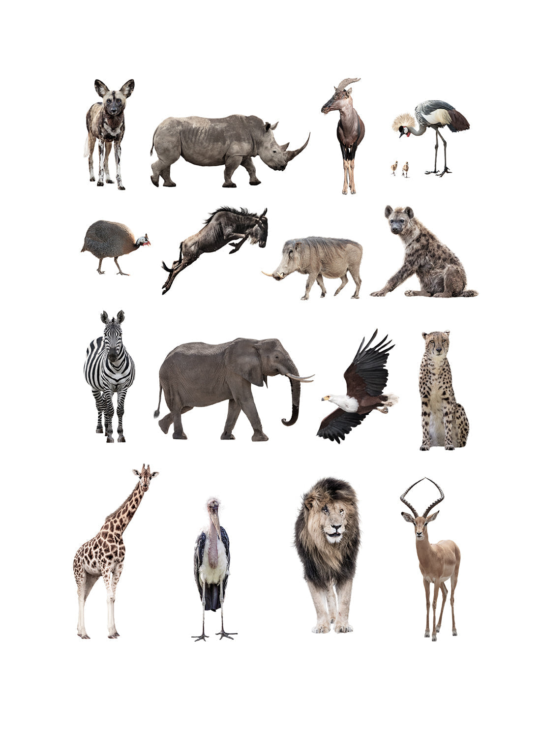 ANIMALS