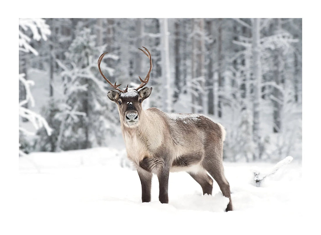 DEER IN FROSTY FOREST