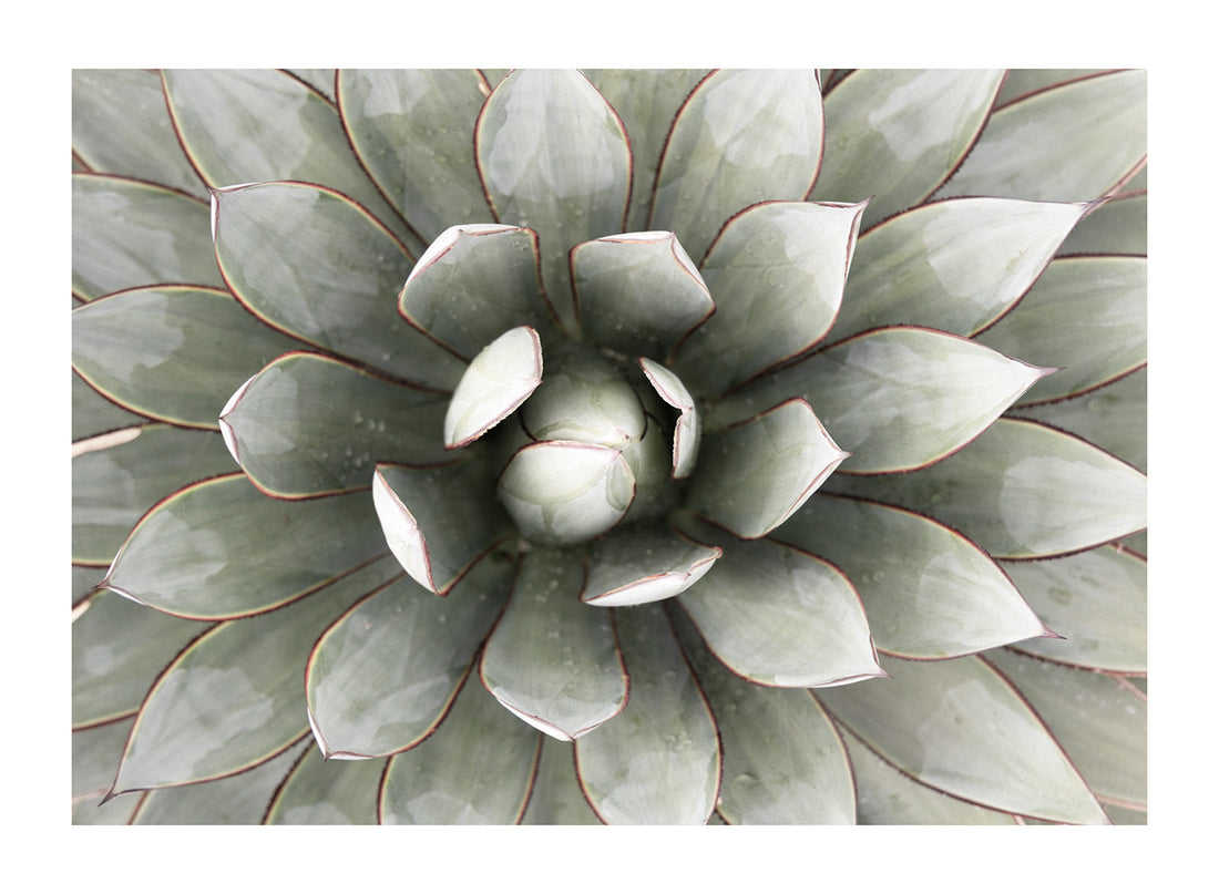 CACTUS FLOWER