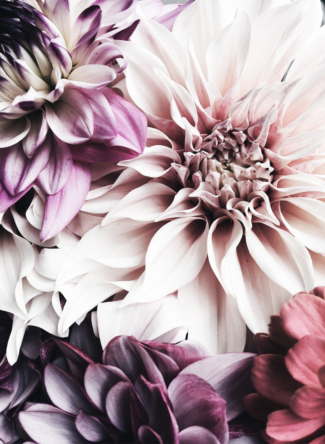 ELEGANT DAHLIAS