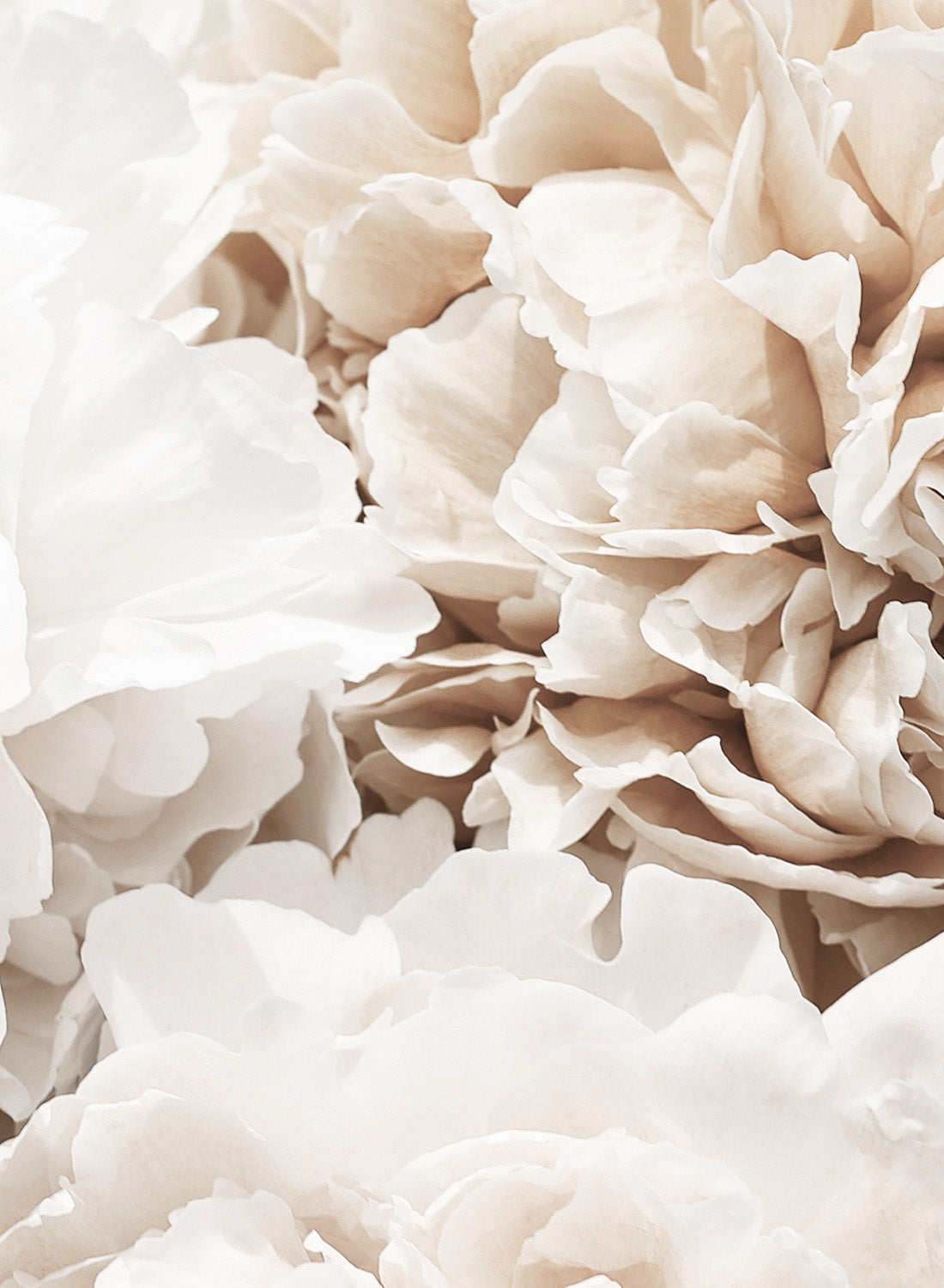 CREAMY PEONIES
