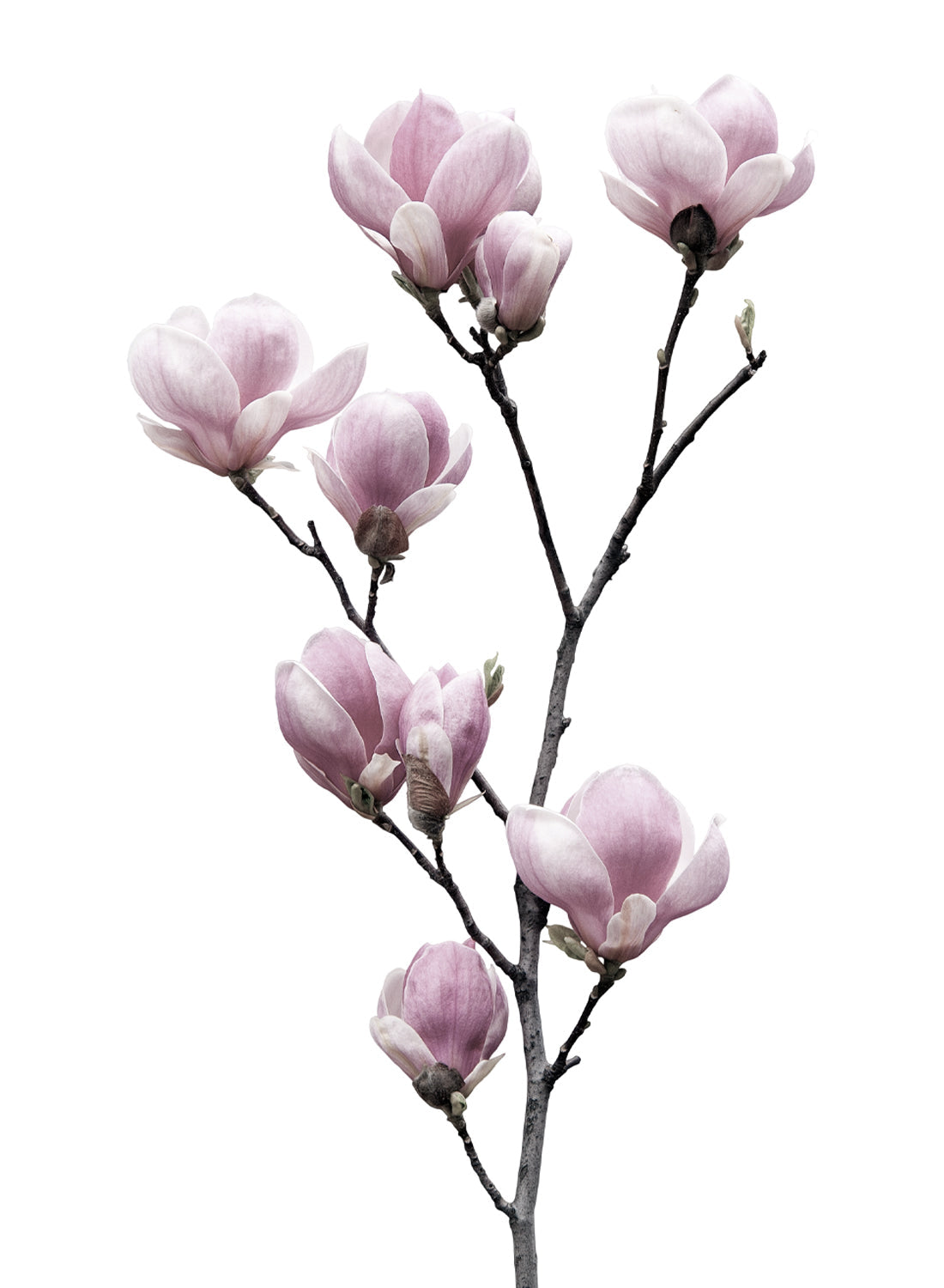 MAGNOLIA