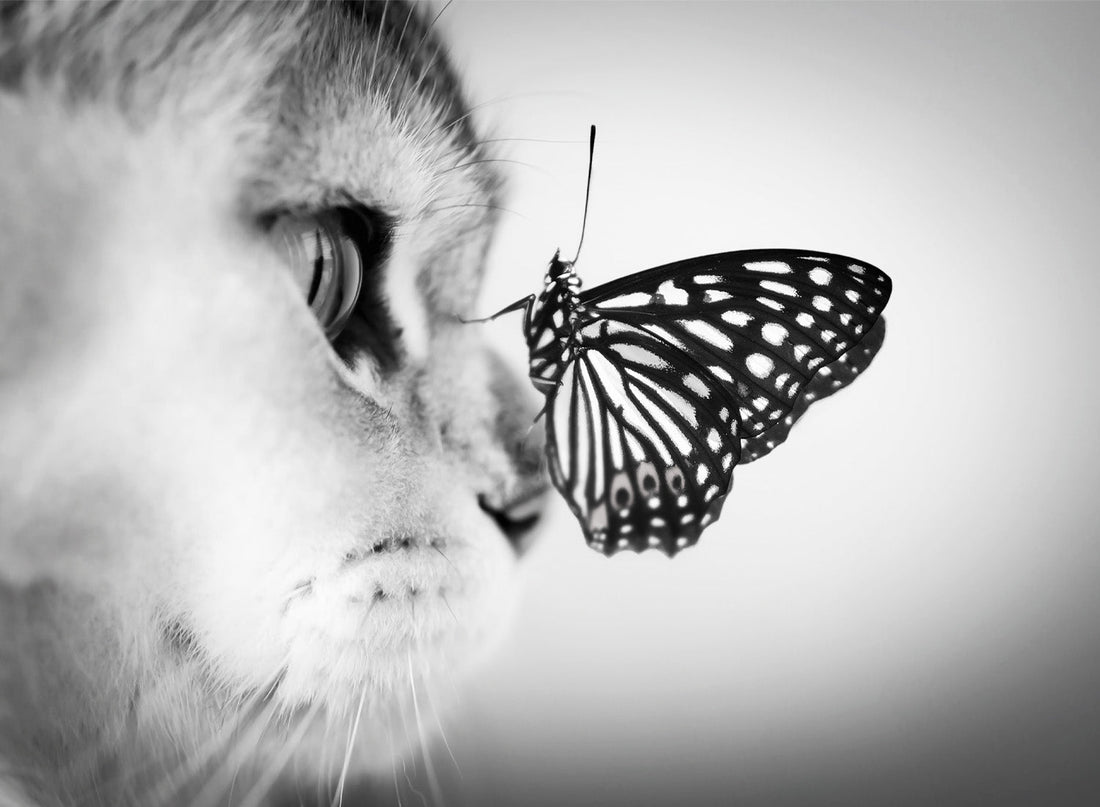 CAT AND BUTTERFLY