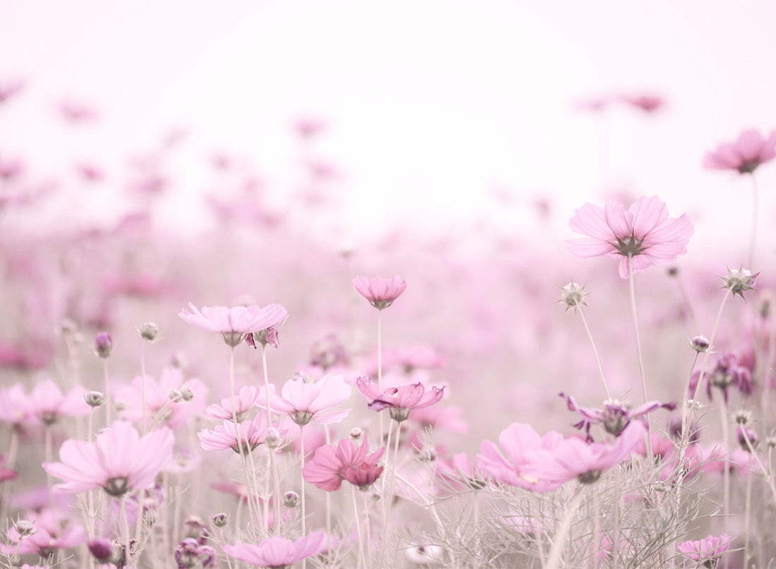 BLUSH BLOSSOMS