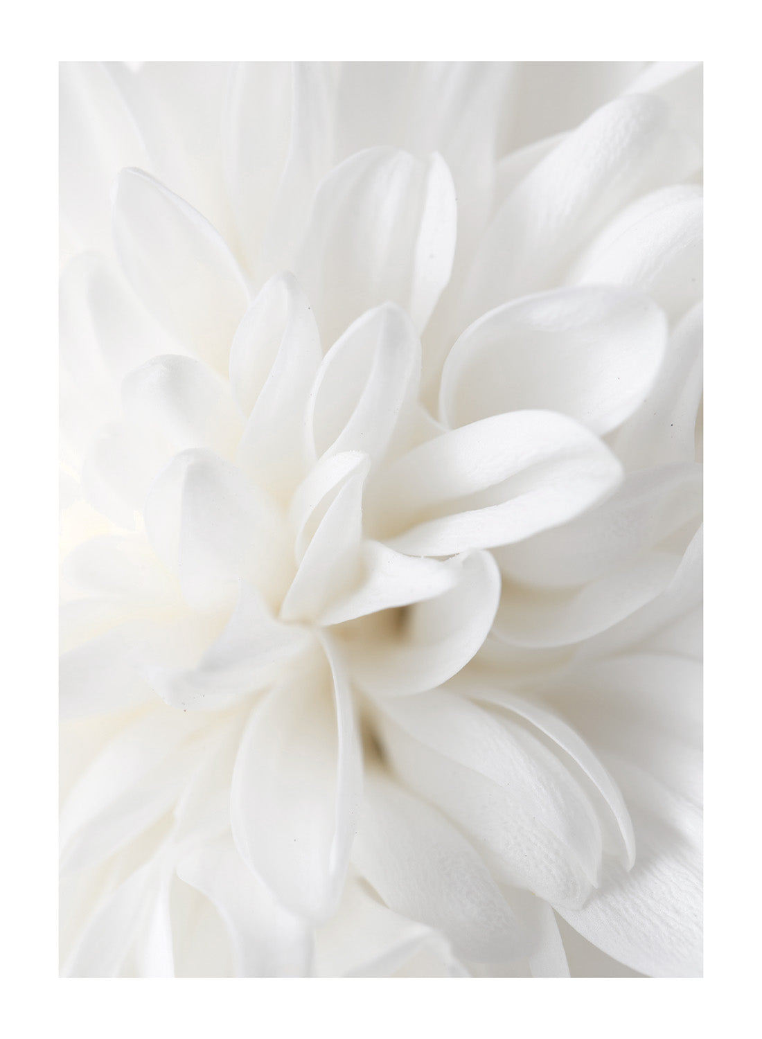 ELEGANCE FLORAL