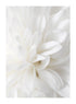 ELEGANCE FLORAL