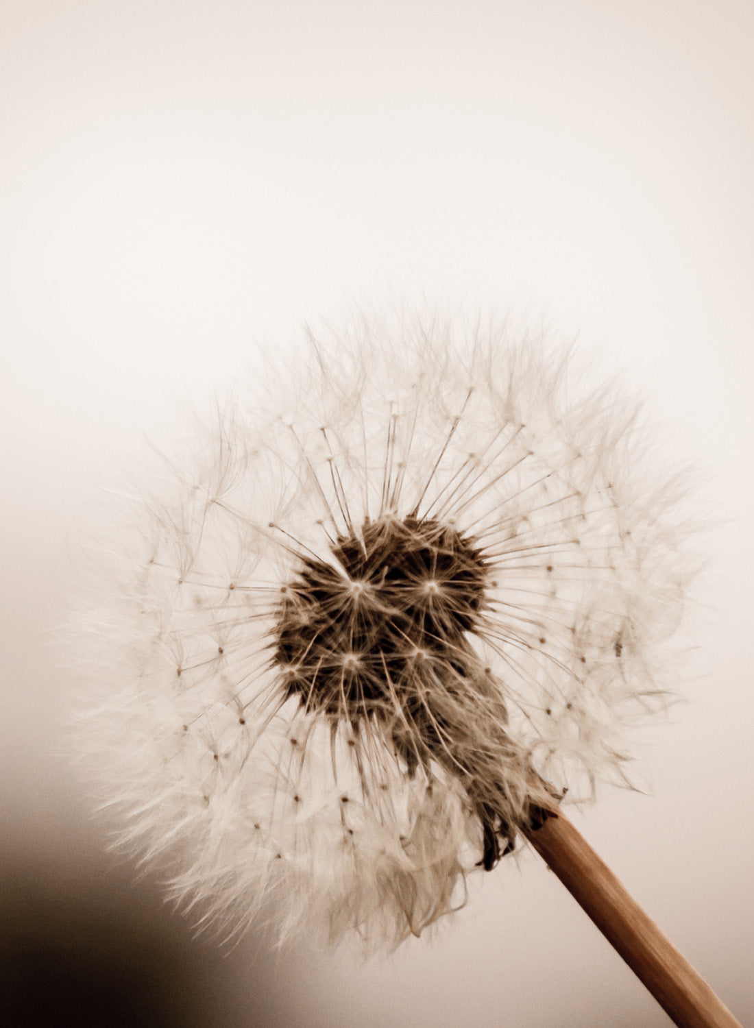 DANDELION IN SUNSET
