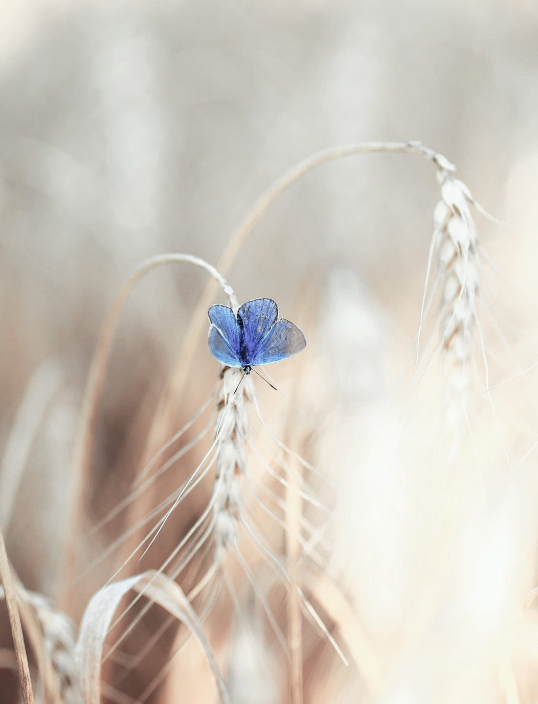 BUTTERFLY IN GOLDEN FIELD