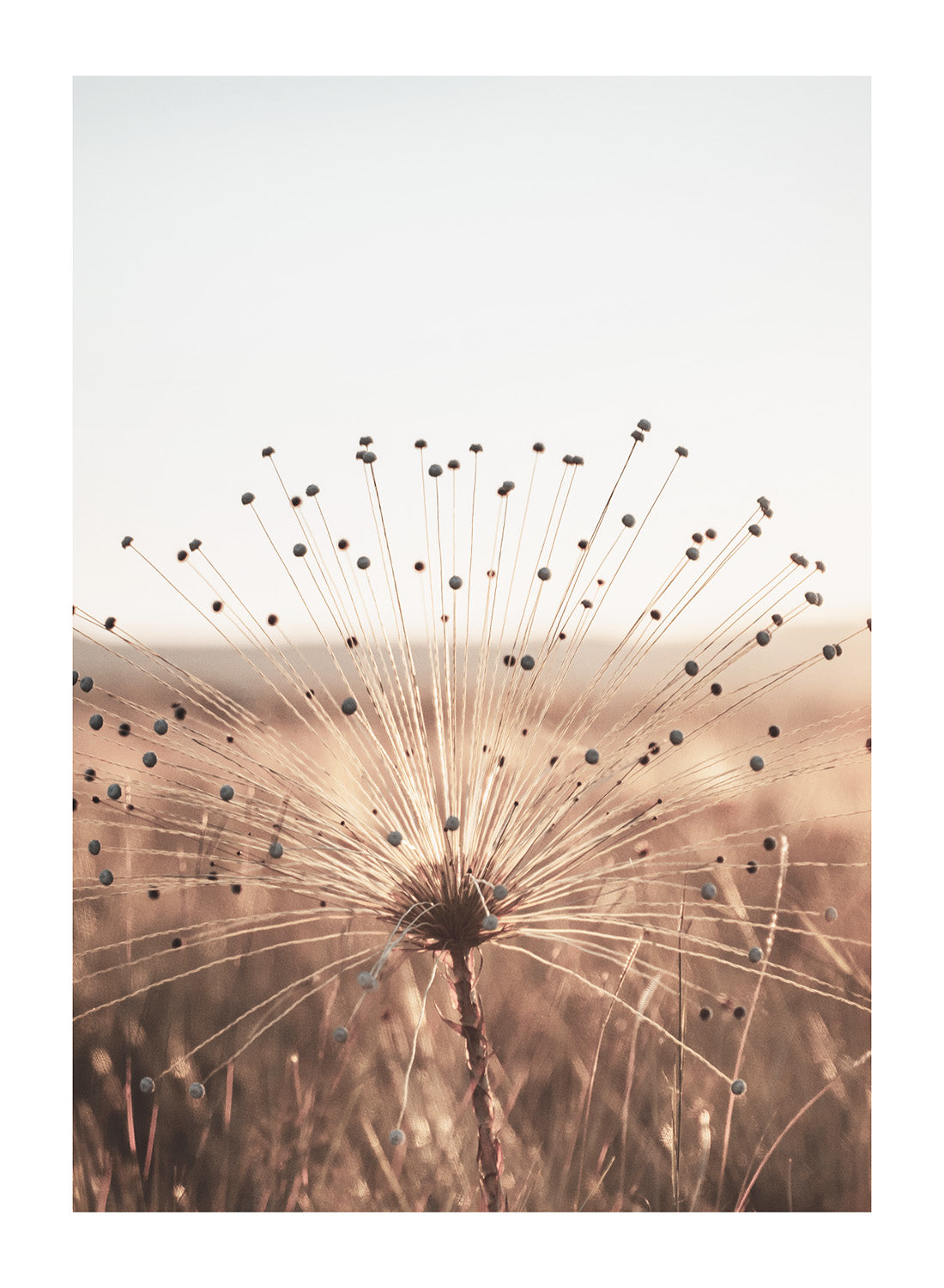 GOLDEN DANDELION