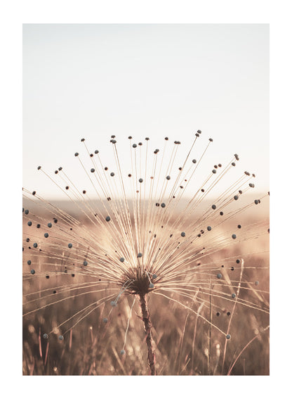 GOLDEN DANDELION