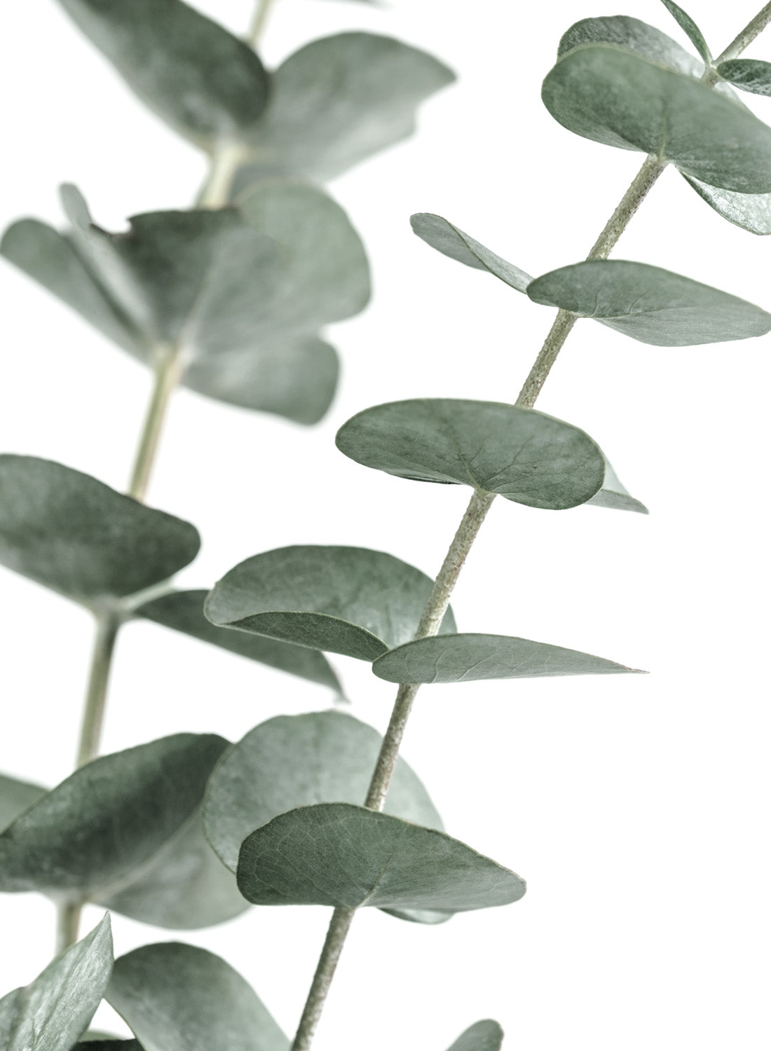EUCALYPTUS GREEN
