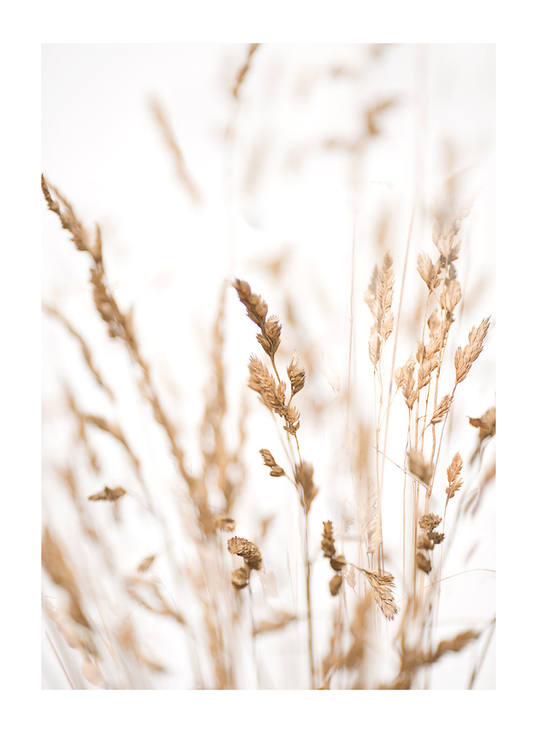 GOLD SUMMER GRASS