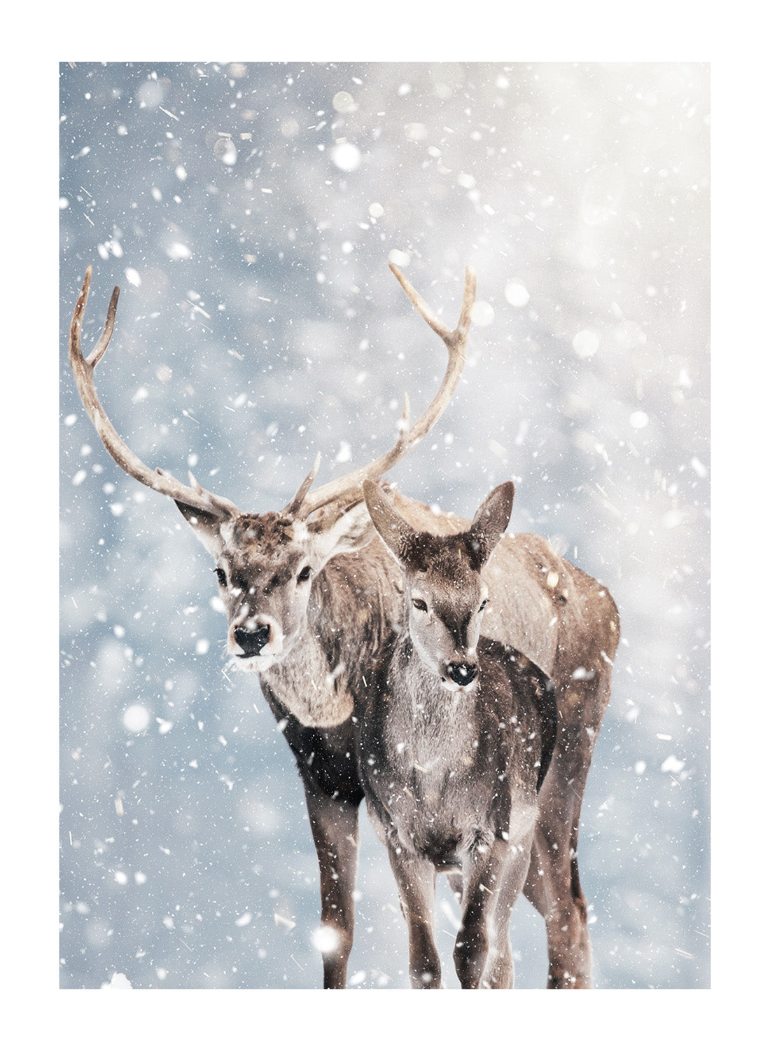 WINTER DEER PAIR