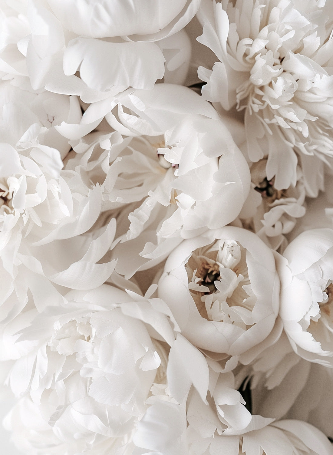 CREAMY PETALS