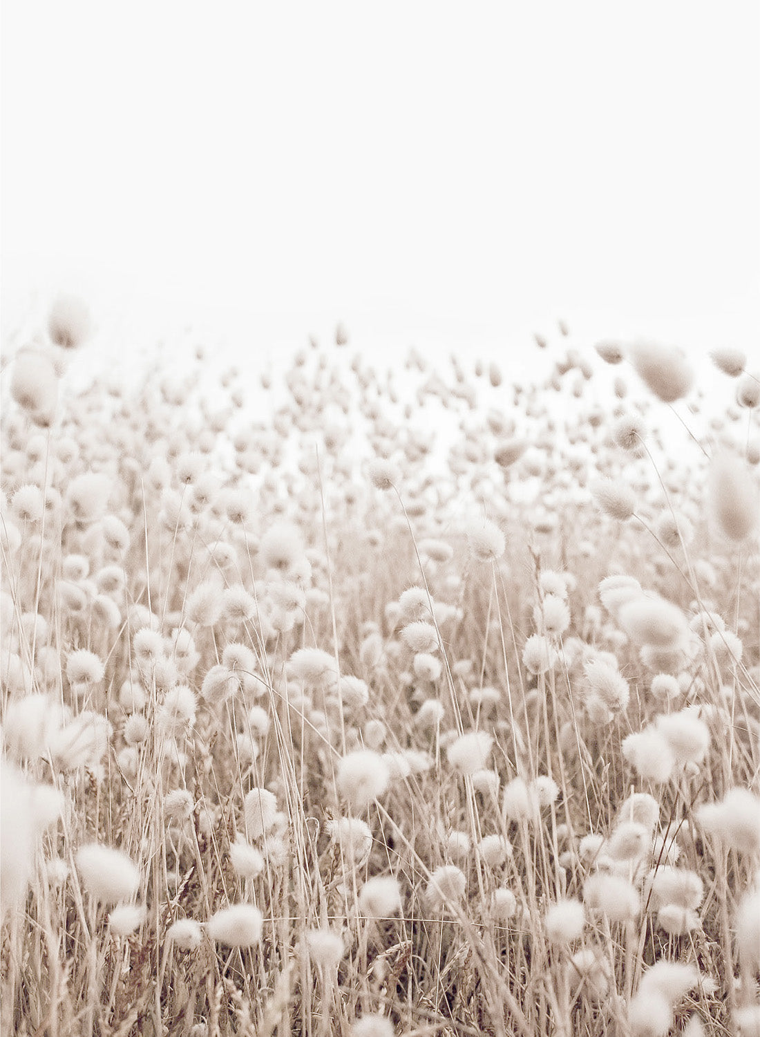 BEIGE FLORAL FILED