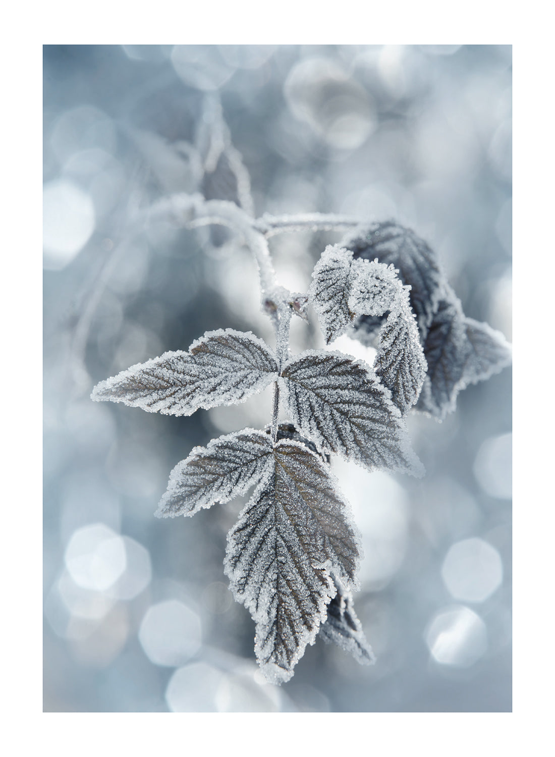 FROSTY LEAVES