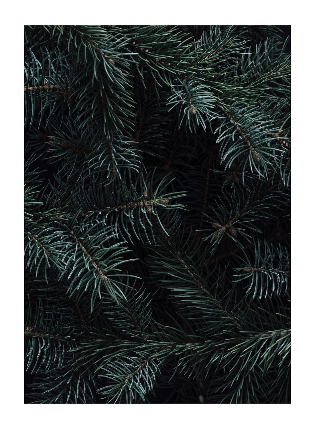 CHRISTMAS TREE BRANCHES