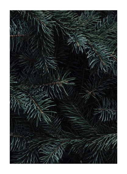 CHRISTMAS TREE BRANCHES