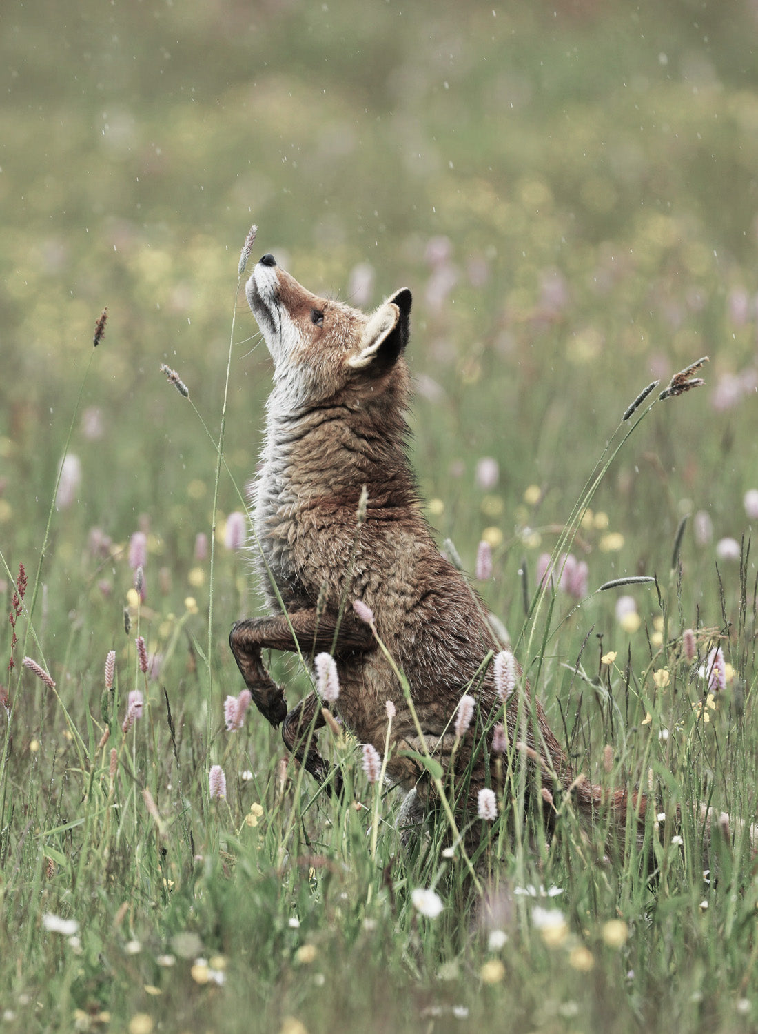 FOX IN THE FIELD