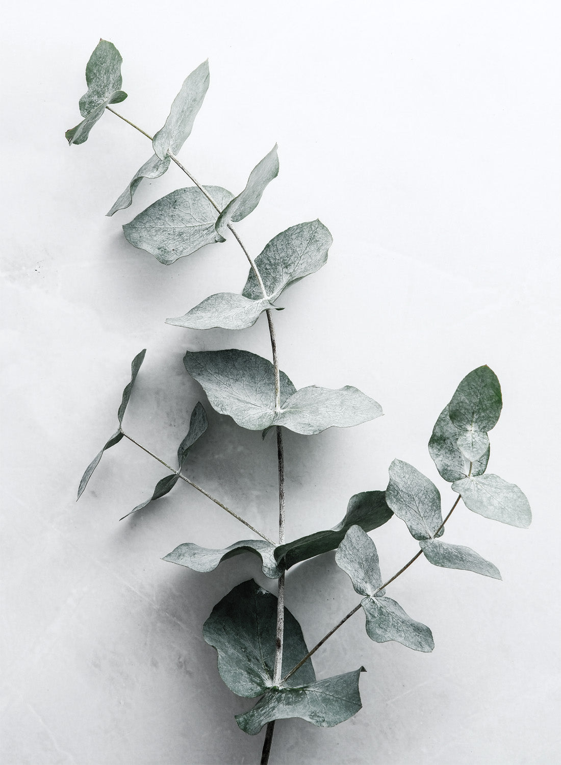 EUCALYPTUS