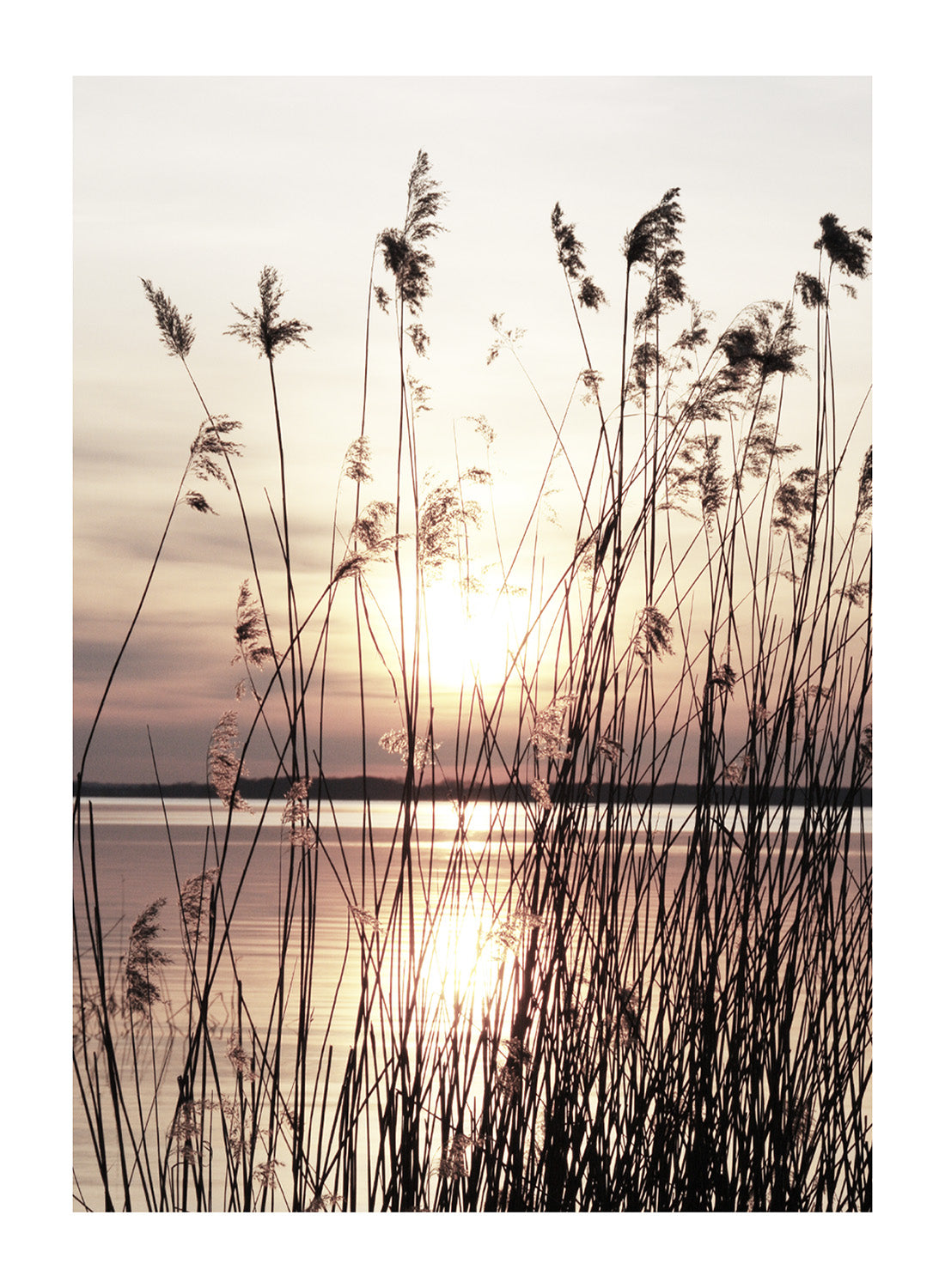 GRASS AT SUNSET