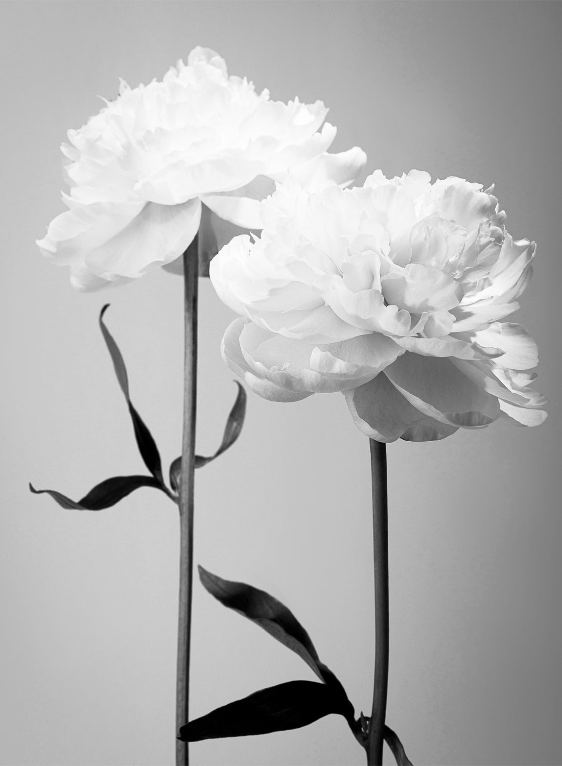 BLACK AND WHITE PEONIES