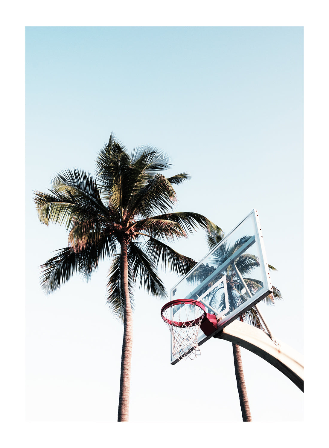 BASKETBALL HOOP AND PALM