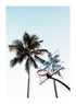 BASKETBALL HOOP AND PALM