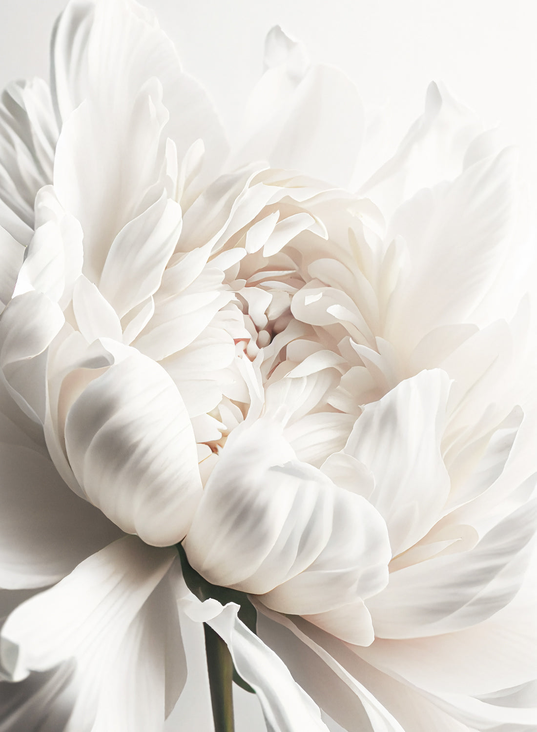 BEIGE PEONY No2