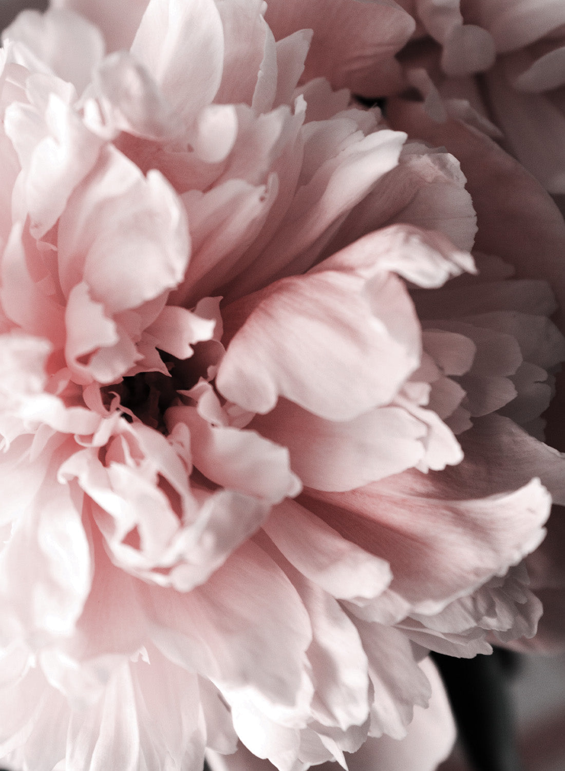 LIGHT PINK PEONY