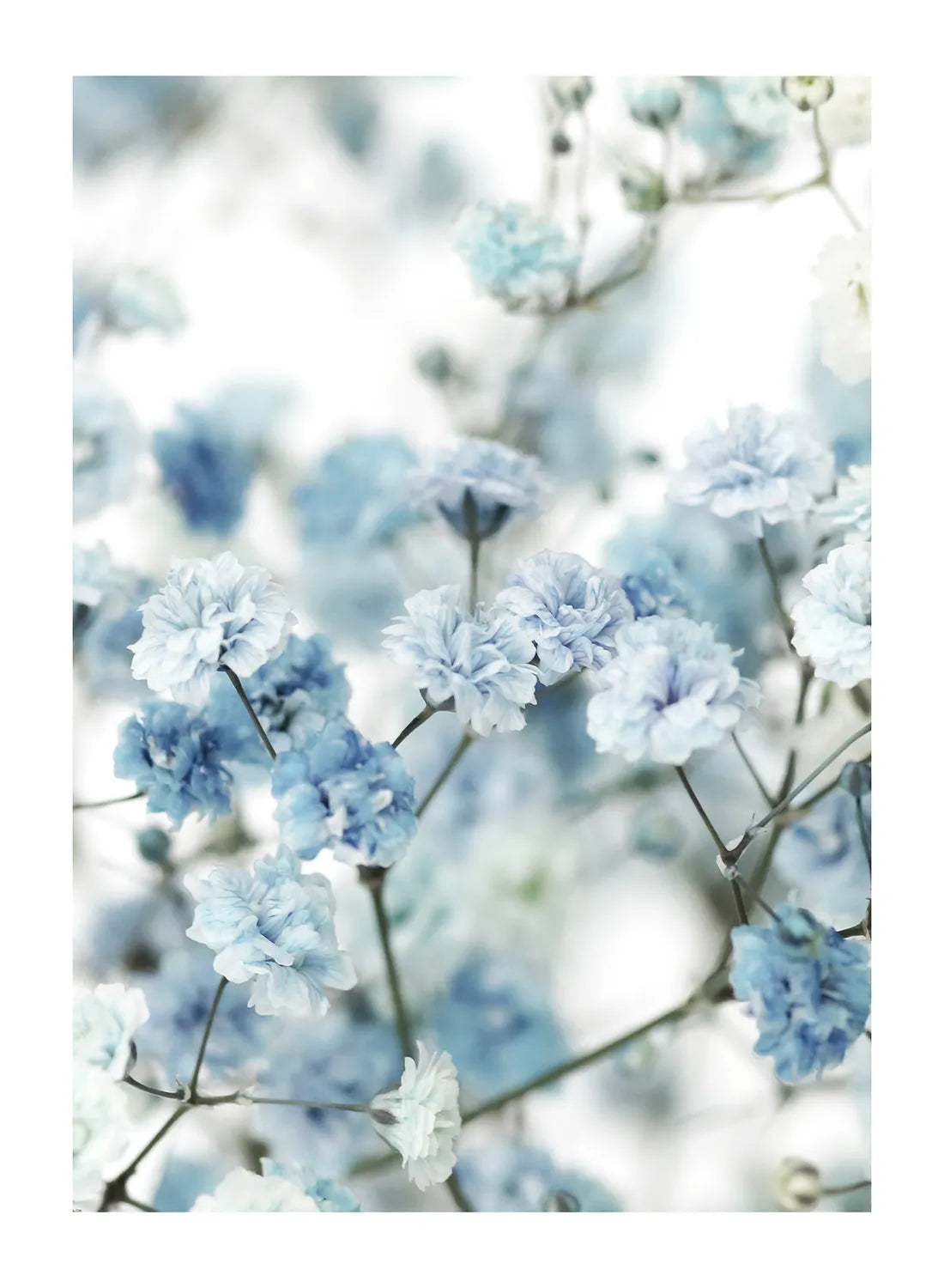 BLUE FLOWERS