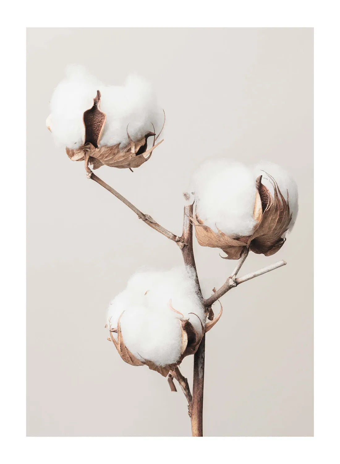 COTTON GOLD