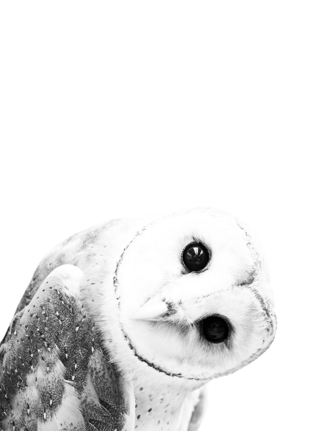 CUTE OWL