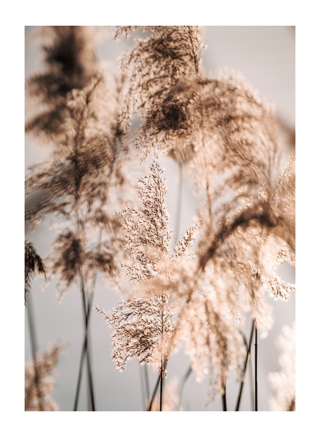GOLDEN GRASS