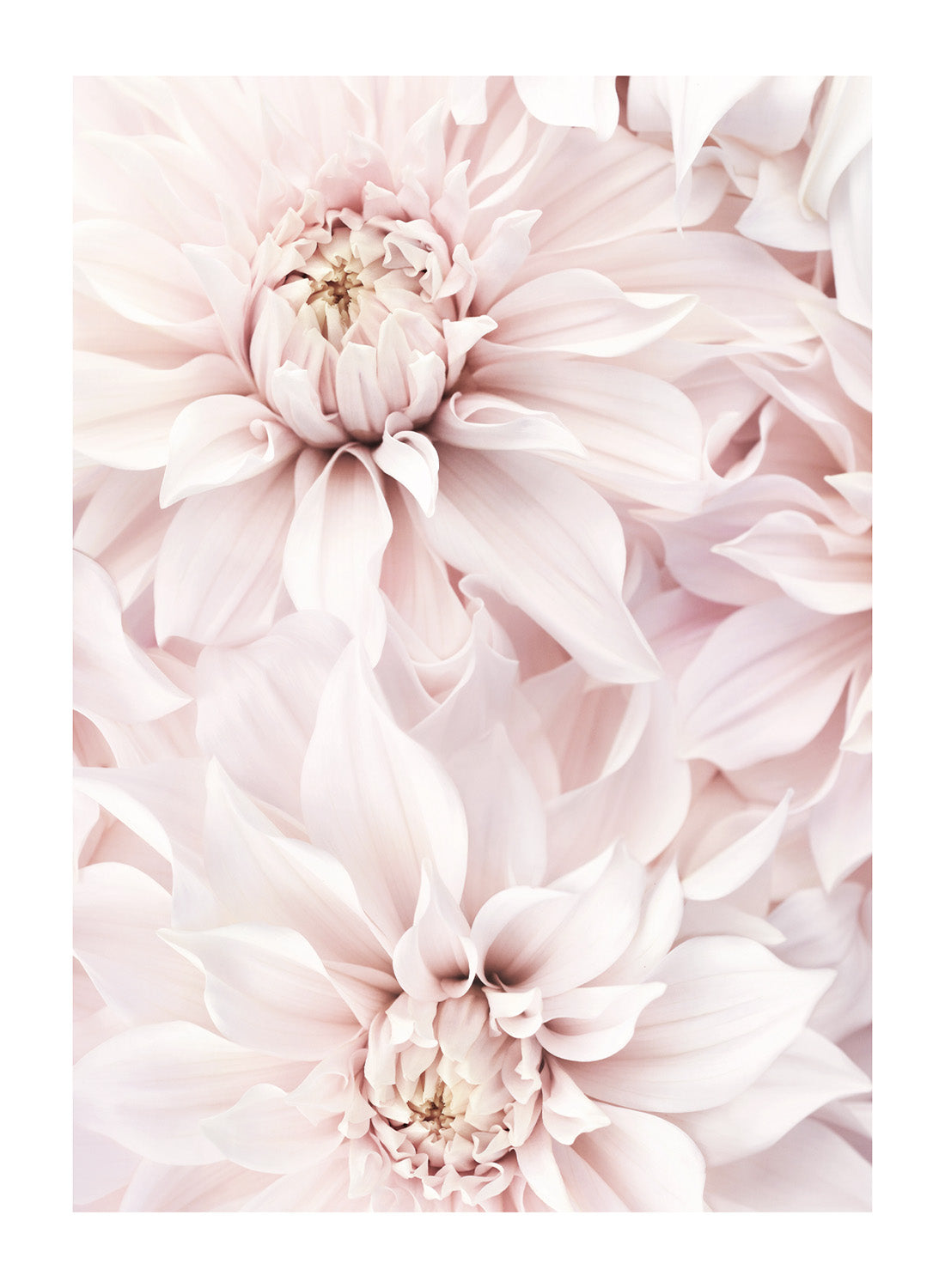 DAHLIA PINK
