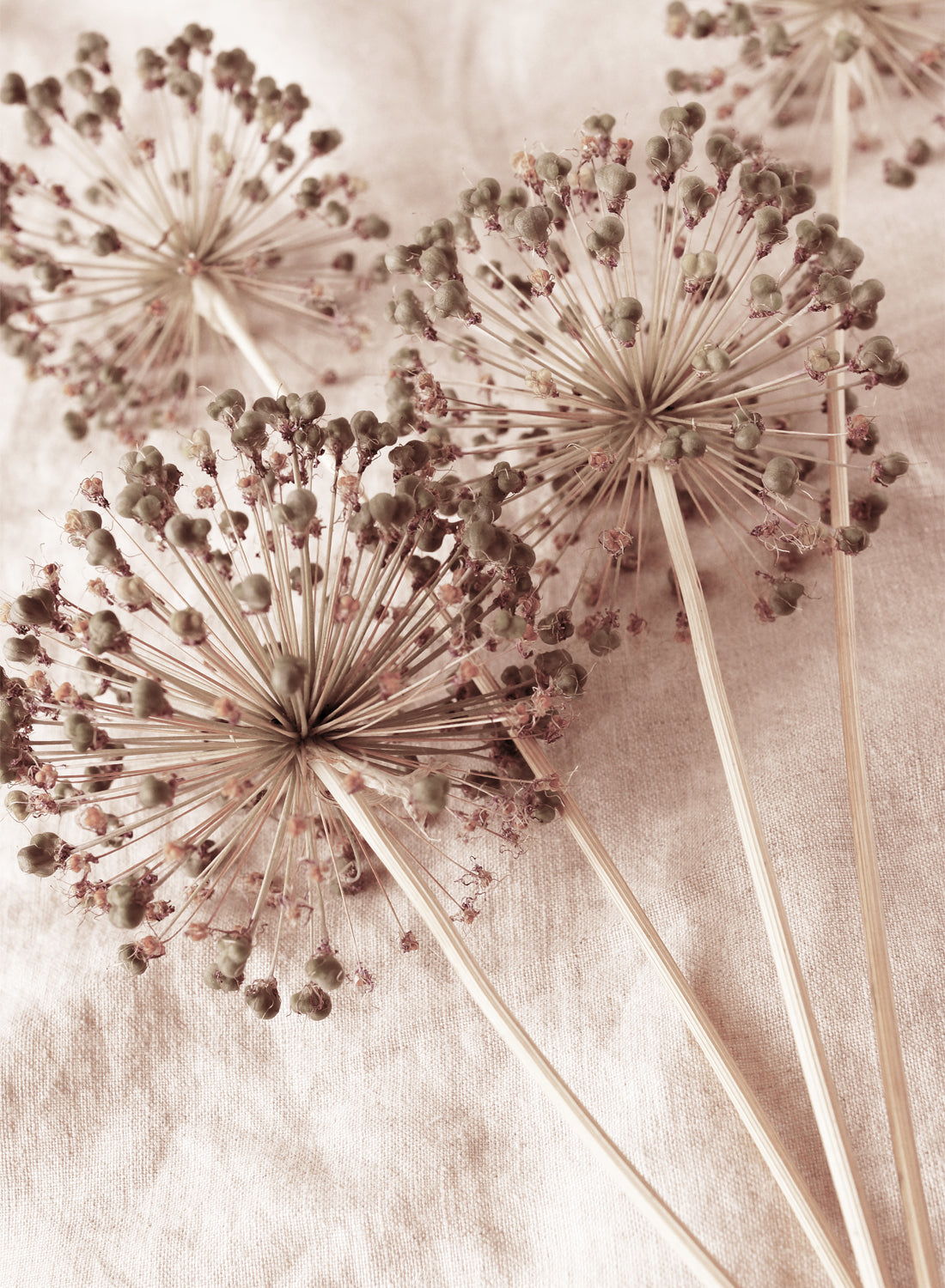 DANDELION