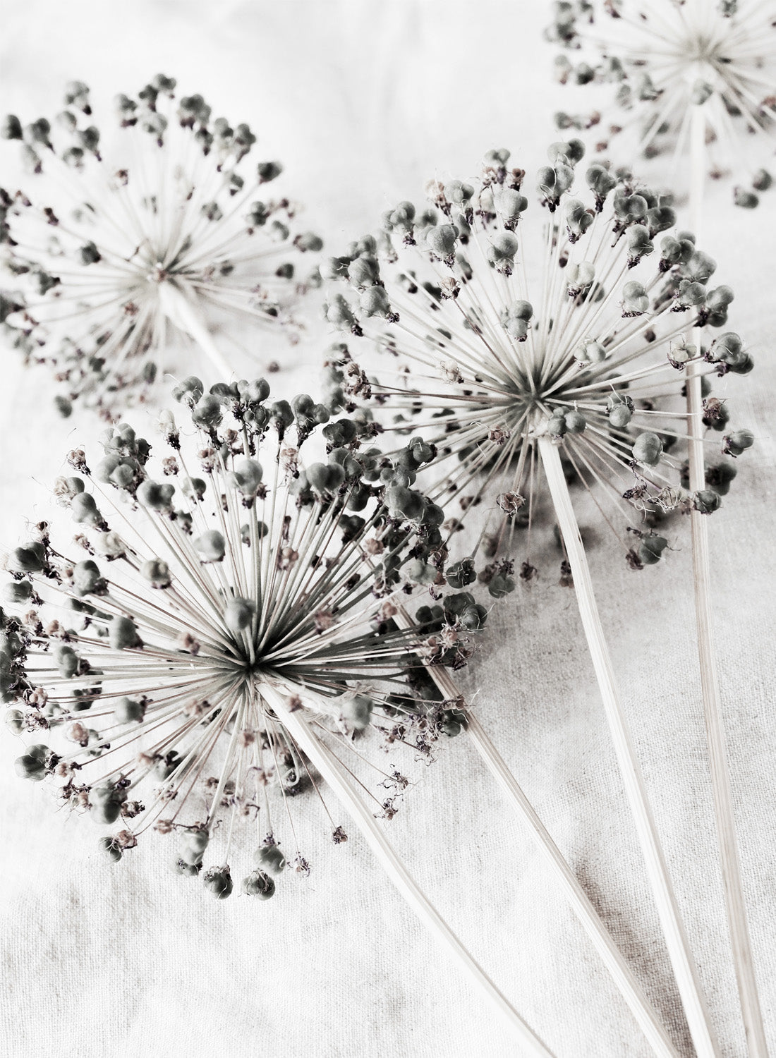 DANDELION