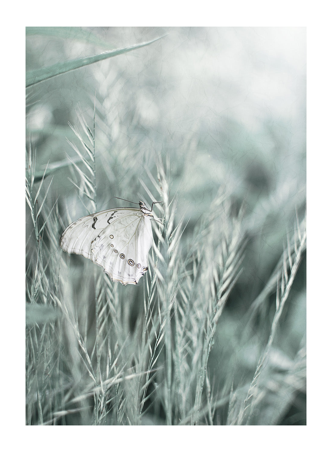 BUTTERFLY IN THE GRASS