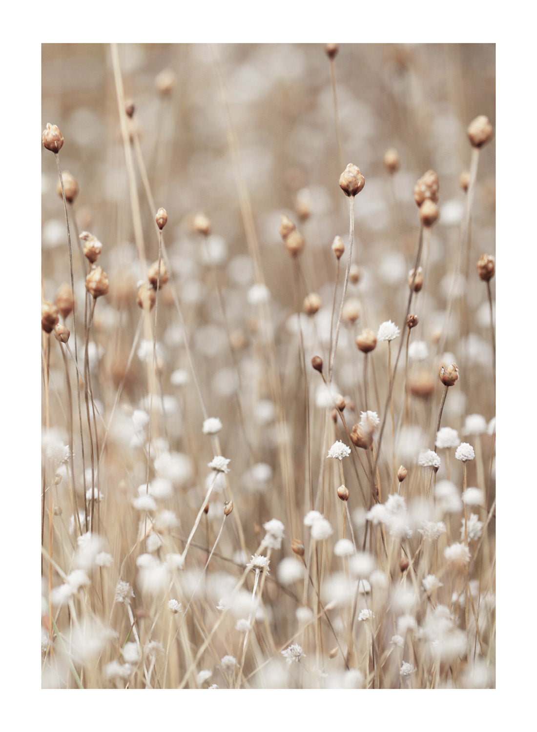 GOLDEN GRASS