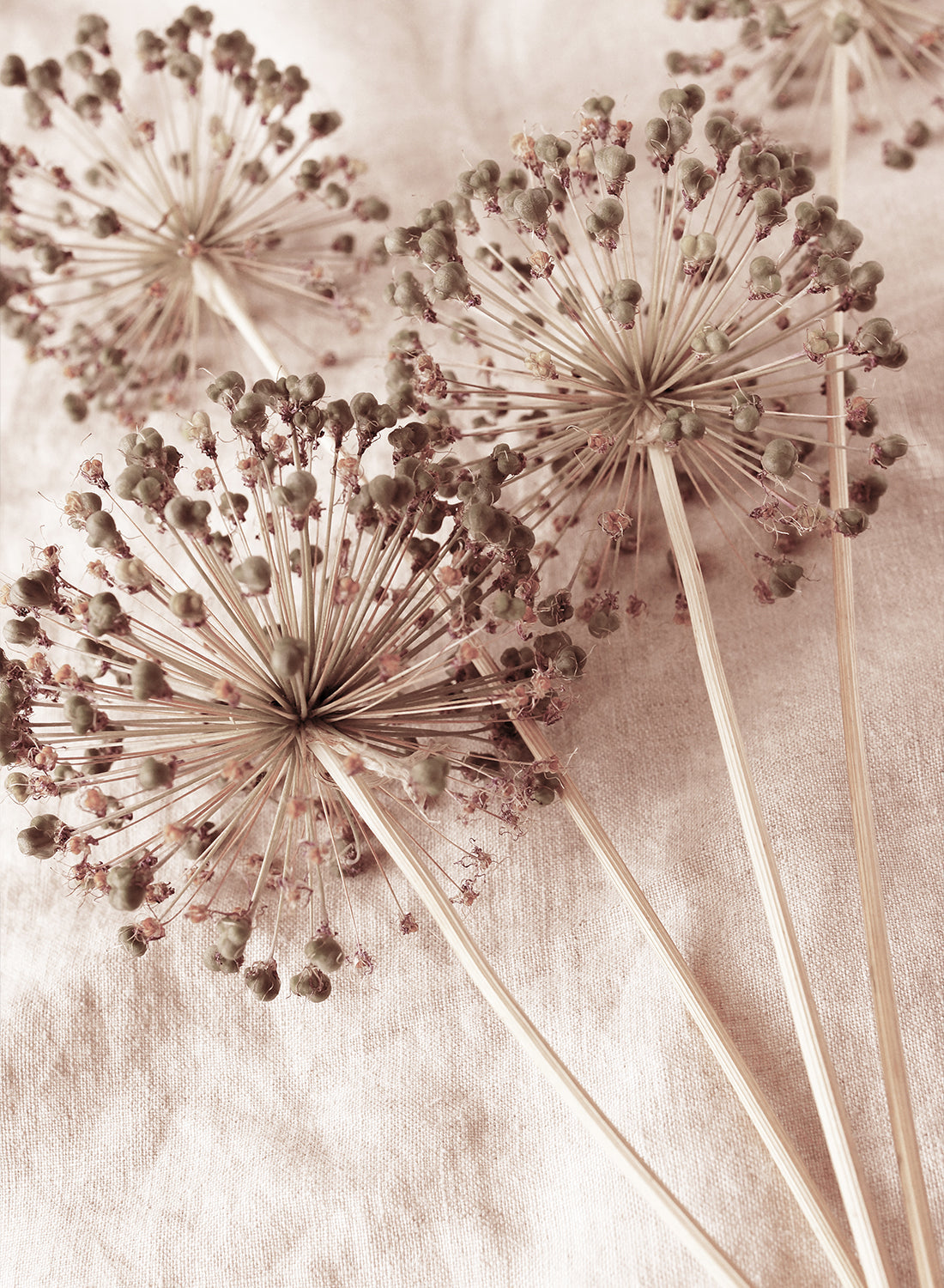 DANDELION CANVAS
