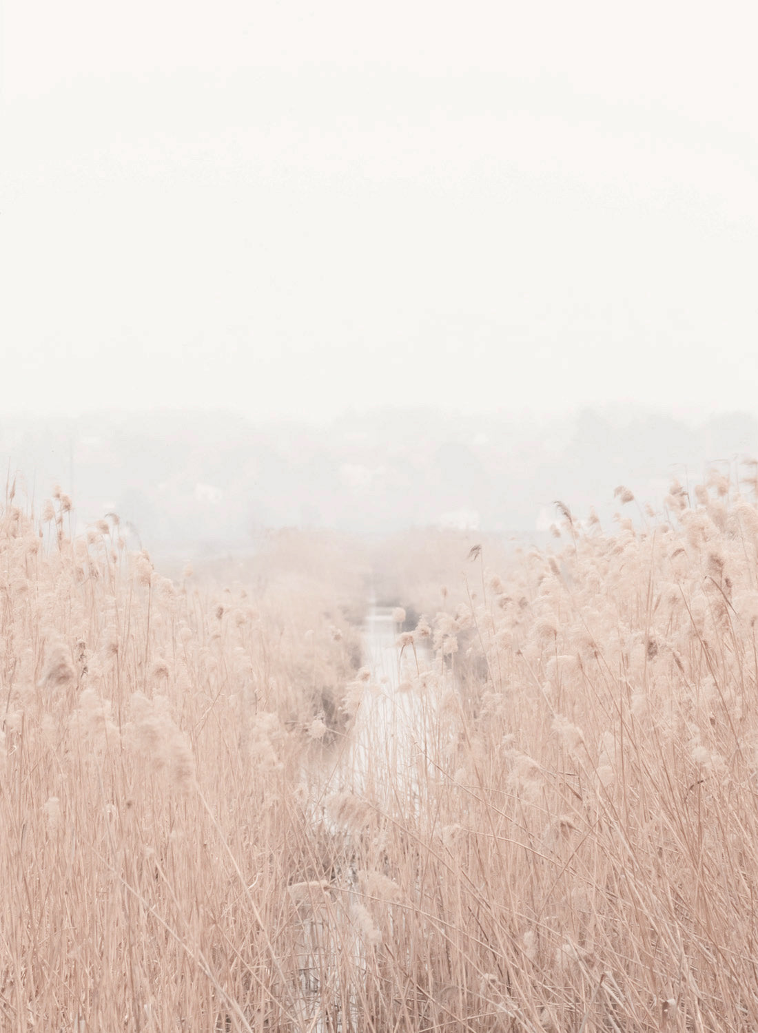 MISTY FILED