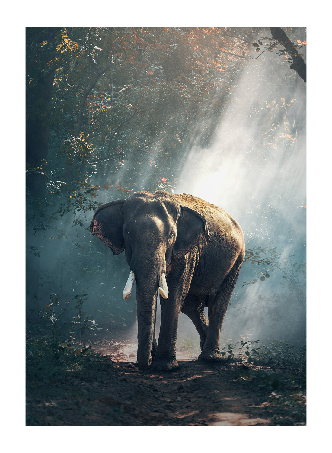 ELEPHANT IN THE FOREST